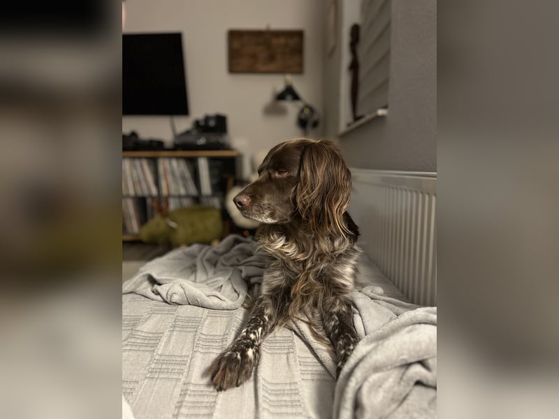 Kleiner Münsterländer Deckrüde