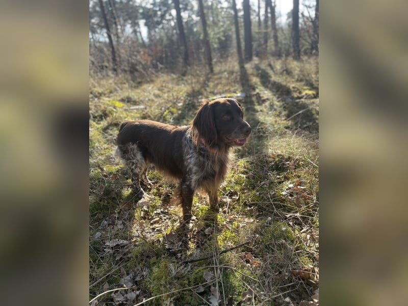 Kleiner Münsterländer Deckrüde