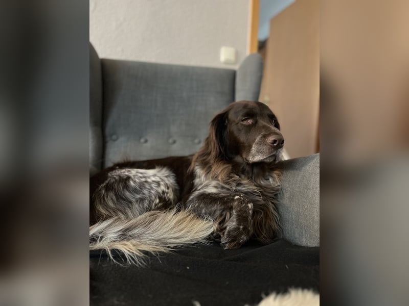 Kleiner Münsterländer Deckrüde