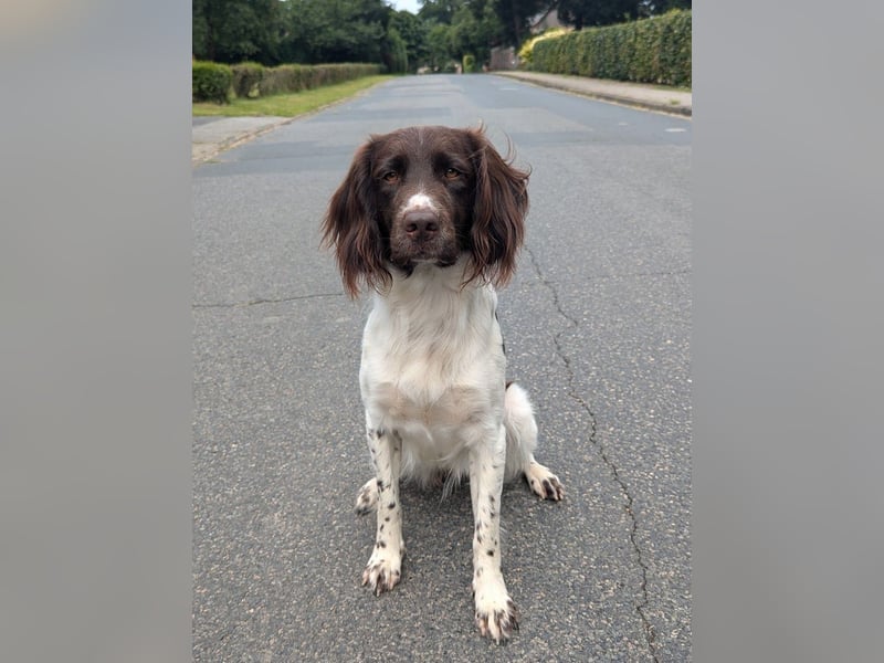 Perfekte Jagdpartner, Kleiner Münsterländer, jagdlich geführt