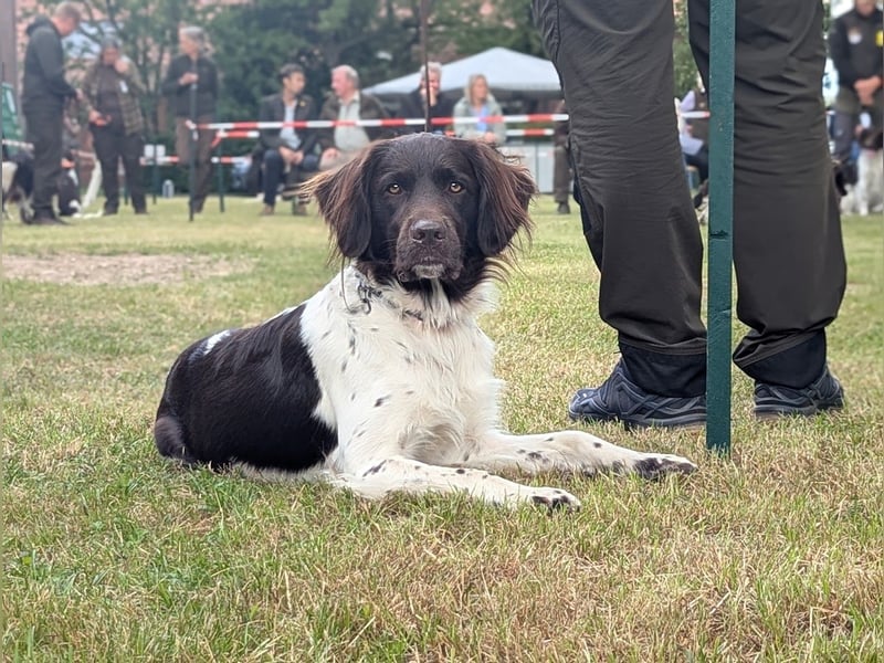 Perfekte Jagdpartner, Kleiner Münsterländer, jagdlich geführt