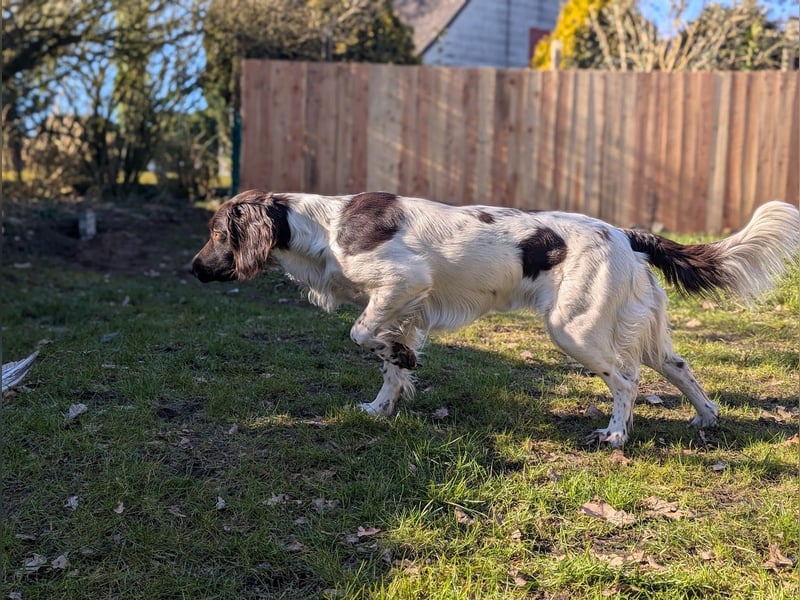 Perfekte Jagdpartner, Kleiner Münsterländer, jagdlich geführt