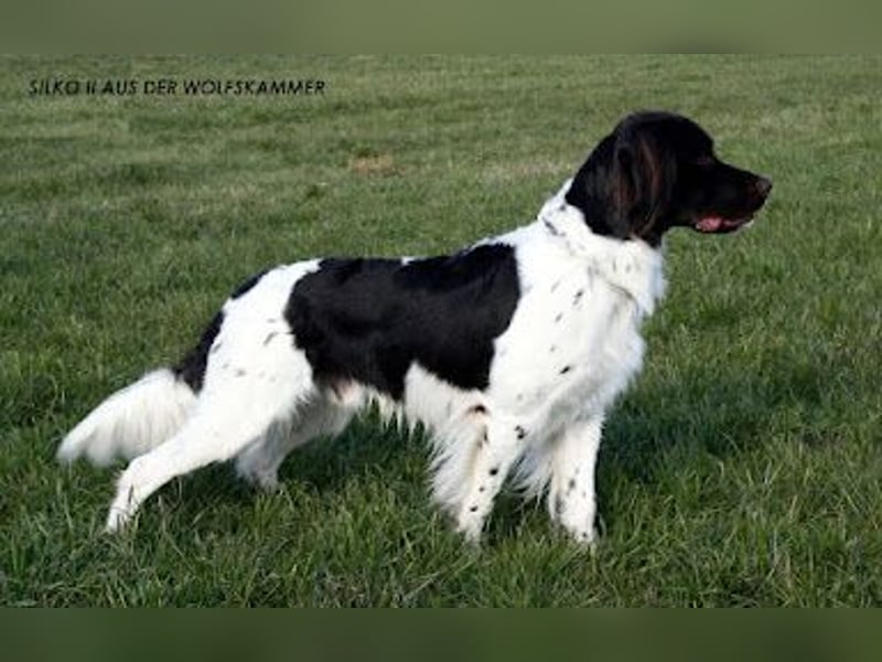 Perfekte Jagdpartner, Kleiner Münsterländer, jagdlich geführt