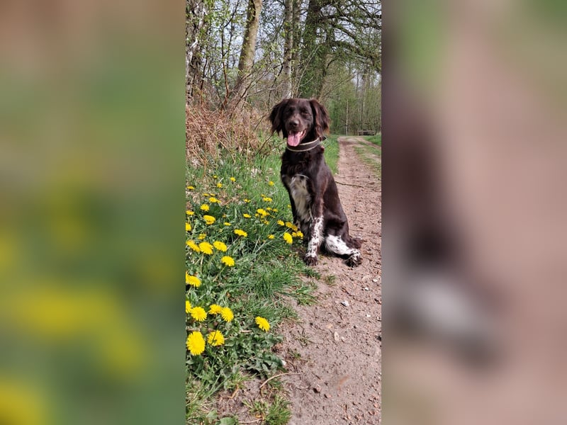 Kleiner Münsterländer (Deckrüde - KEIN Verkauf)
