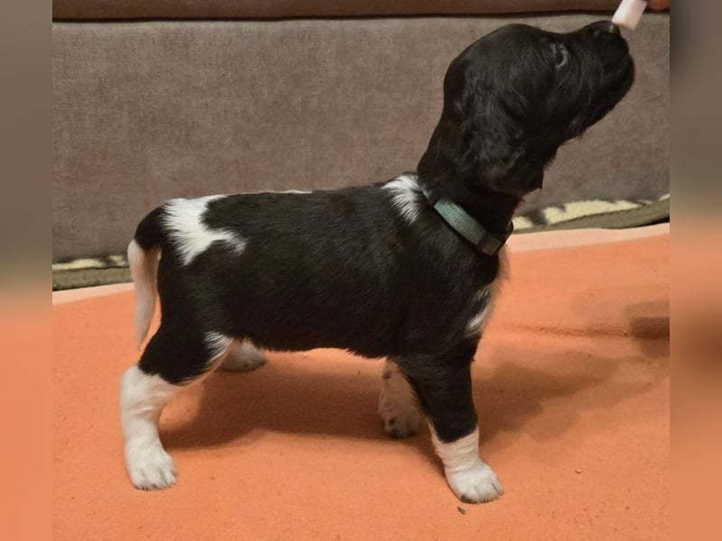 Kleine Münsterlander Welpen