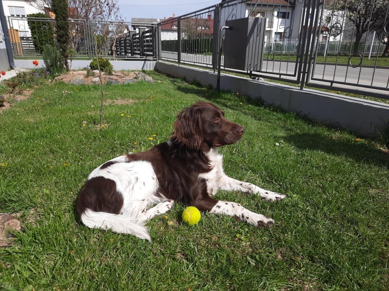 Kleine Münsterlander Welpen