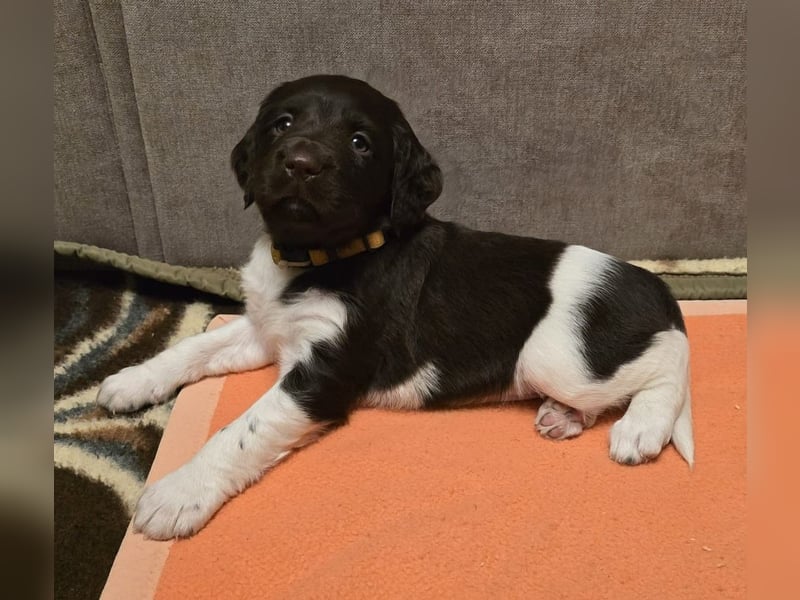 Kleine Münsterlander Welpen