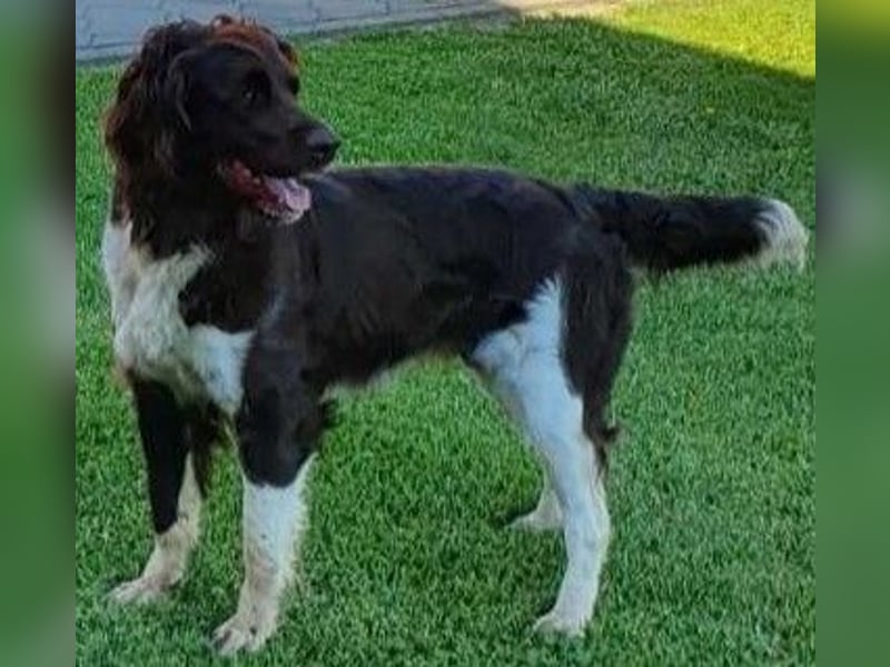 Kleine Münsterlander Welpen