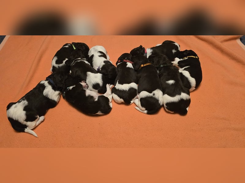 Kleine Münsterlander Welpen