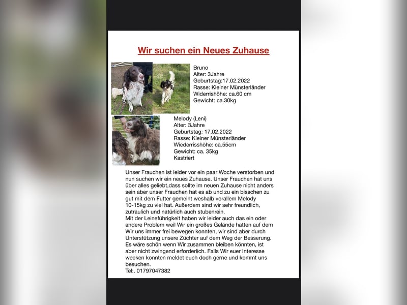 Melody Kleiner Münsterländer mit schwerem Schicksalsschlag