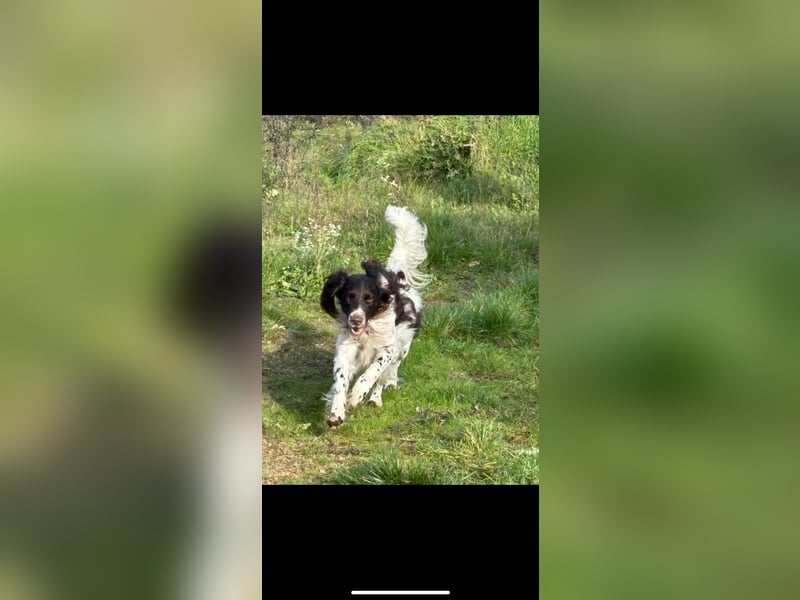 Bruno Kleiner Münsterländer mit schwerem Schicksalsschlag