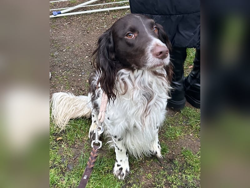 Bruno Kleiner Münsterländer mit schwerem Schicksalsschlag