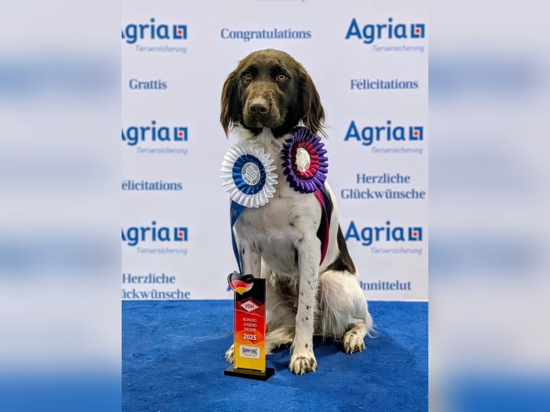 Wurferwartung kleine Münsterländer Welpen