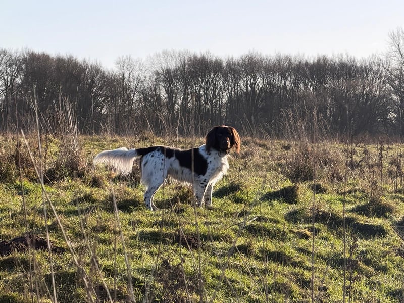 Wurferwartung kleine Münsterländer Welpen