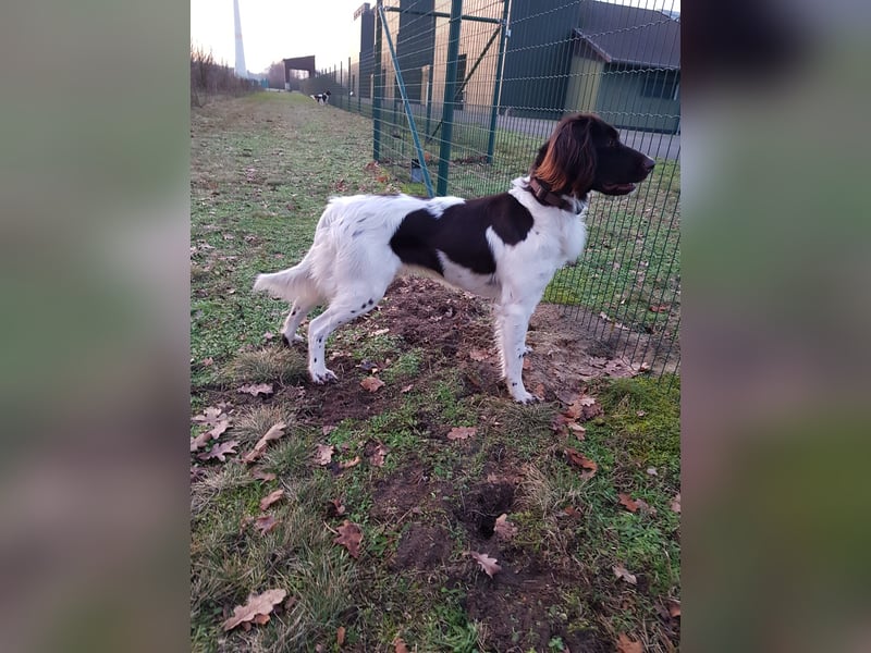 Wurferwartung kleine Münsterländer Welpen