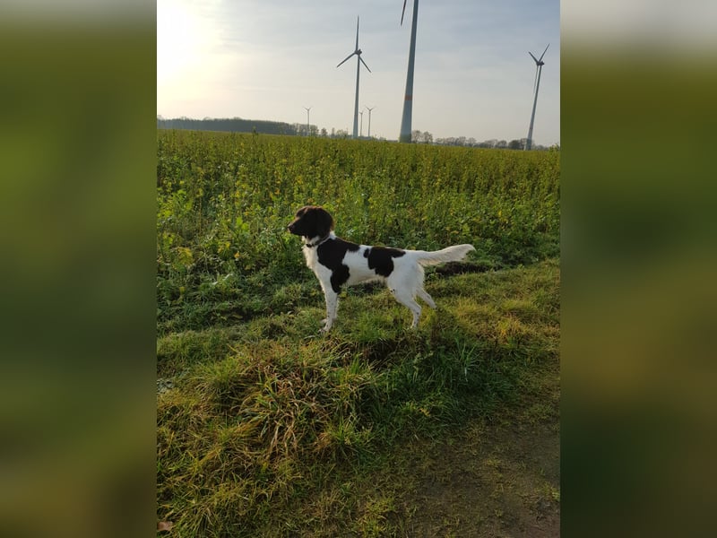 Wurferwartung kleine Münsterländer Welpen