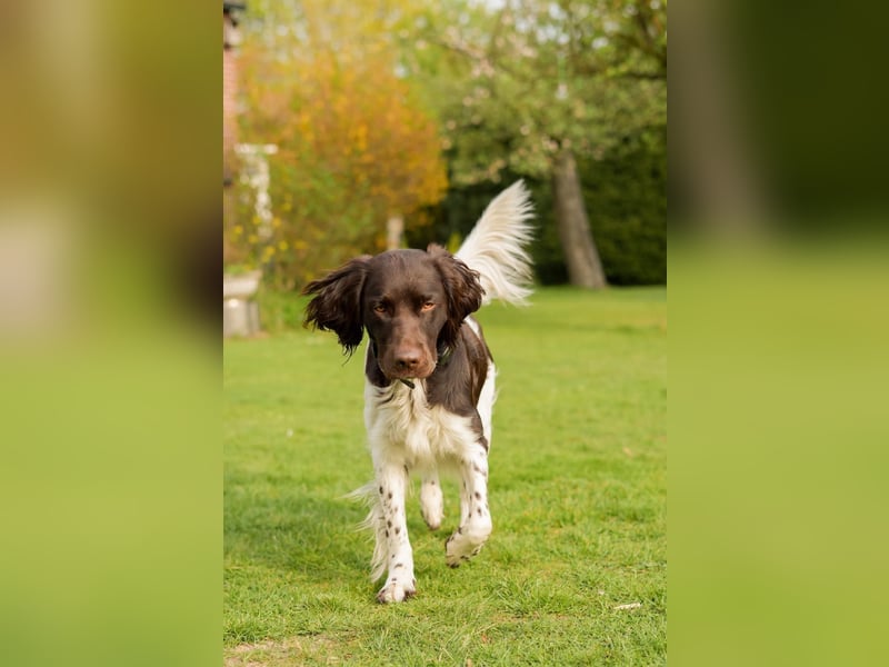 Kleiner Münsterländer Rüde 2 Jahre VJP 64 Punke