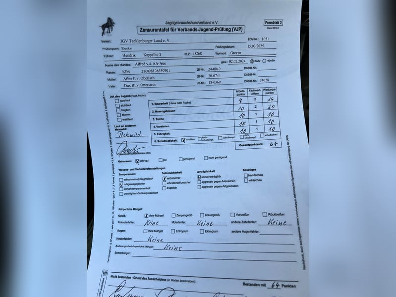 Kleiner Münsterländer Rüde 2 Jahre VJP 64 Punke