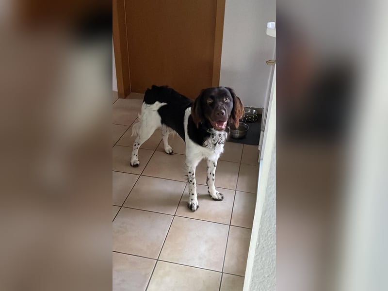 Kleiner Münsterländer Rüde 2 Jahre VJP 64 Punke