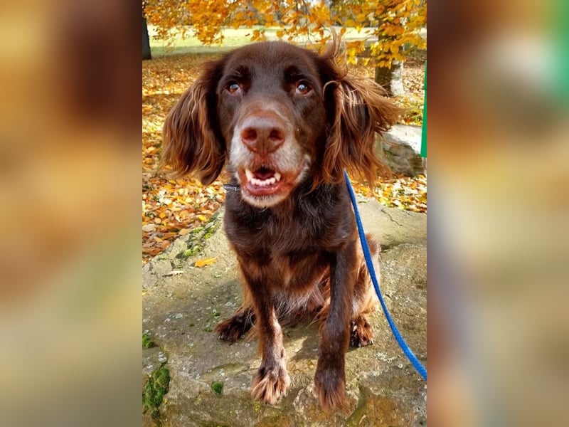 Luca ❤️ so aktiver, lernfreudiger Rüde