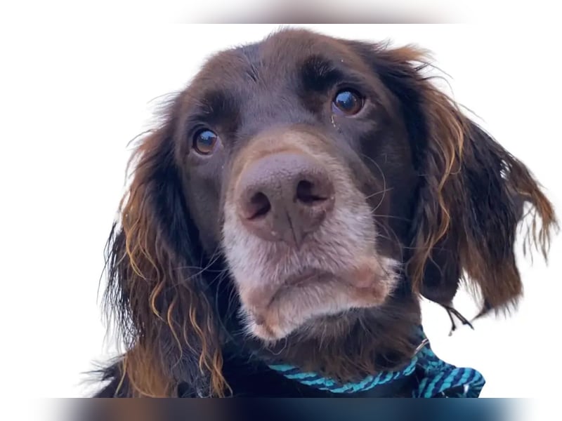 Luca ❤️ so aktiver, lernfreudiger Rüde