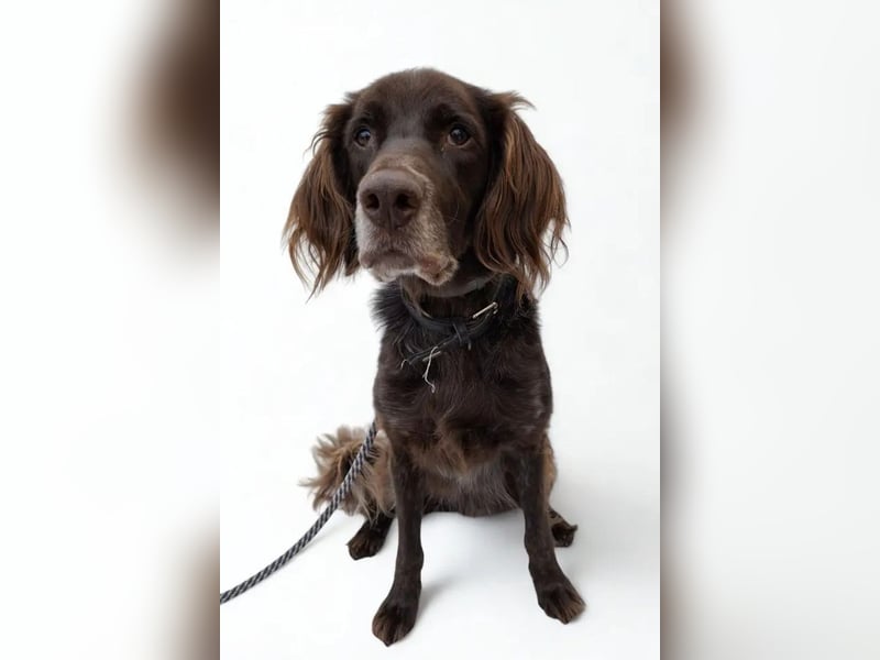 Luca ❤️ so aktiver, lernfreudiger Rüde