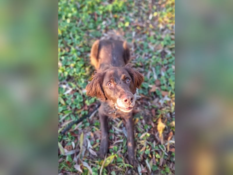 Luca ❤️ so aktiver, lernfreudiger Rüde