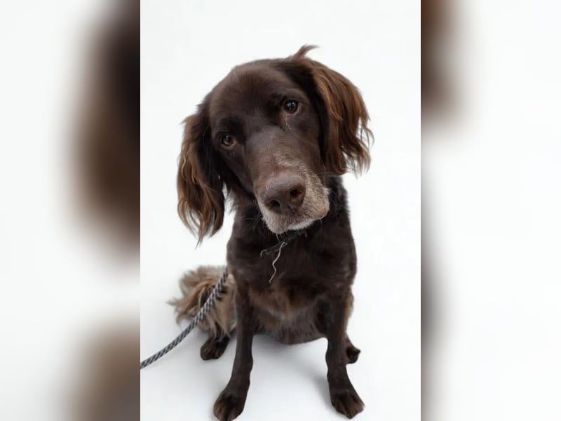 Luca ❤️ so aktiver, lernfreudiger Rüde