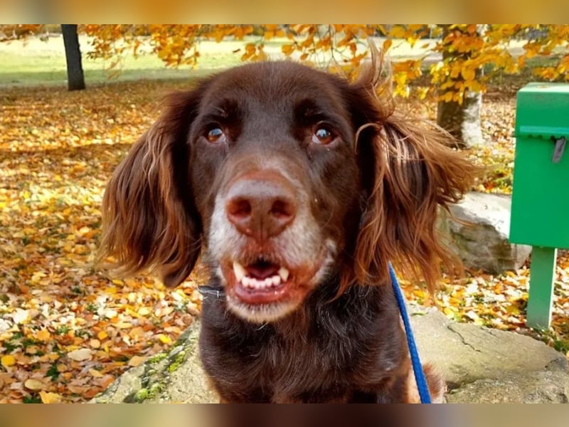 Luca ❤️ so aktiver, lernfreudiger Rüde