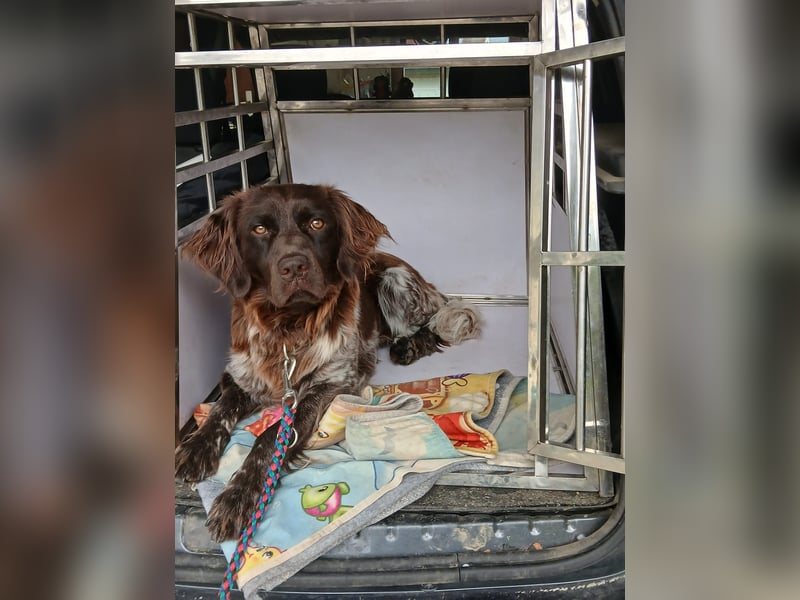 Junger kleiner Münsterländer sucht aktives Zuhause