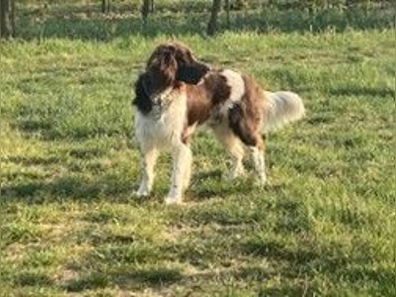 Deckrüde kein Verkauf!