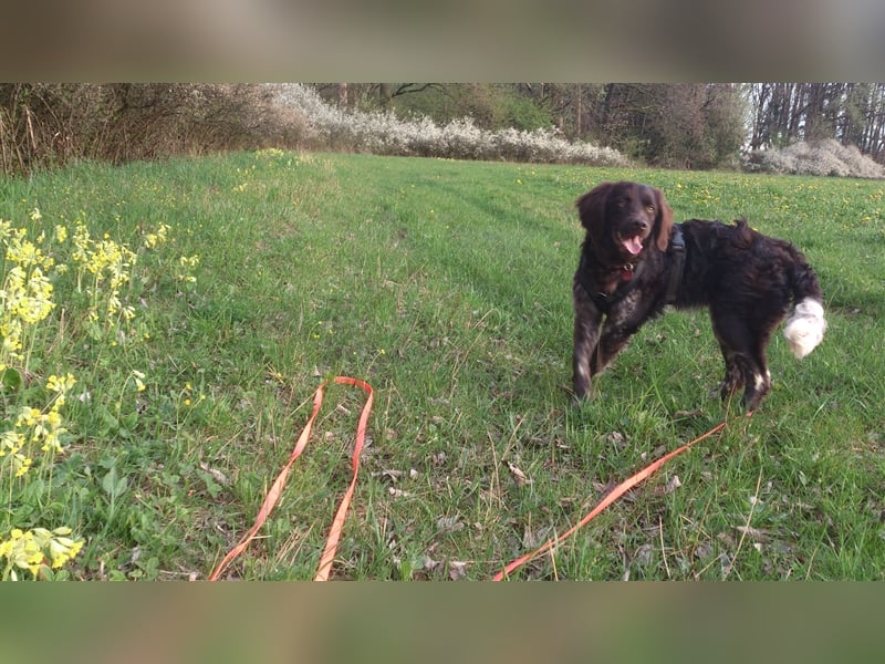 Kleiner Münsterländer 9 Monate Rüde sucht ein neues Zuhause