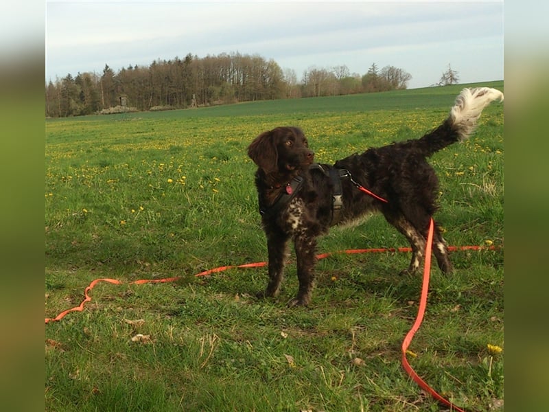 Kleiner Münsterländer 9 Monate Rüde sucht ein neues Zuhause