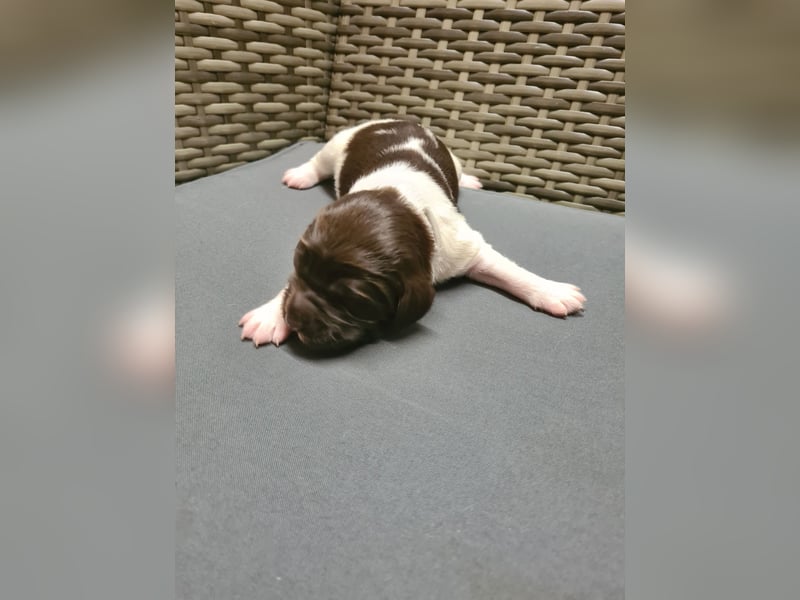 Kleine Münsterländer Welpen