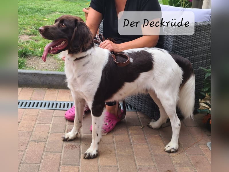 Kleine Münsterländer Welpen