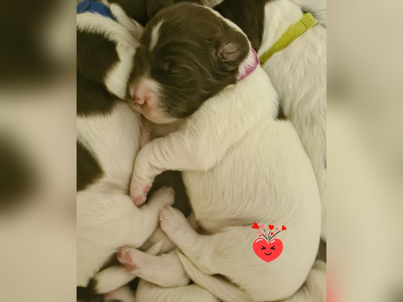 Kleine Münsterländer Welpen