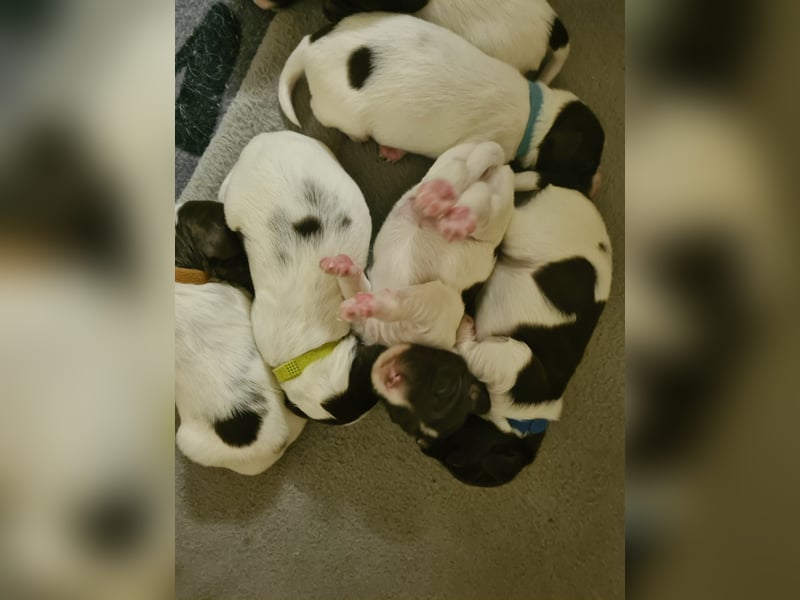 Kleine Münsterländer Welpen