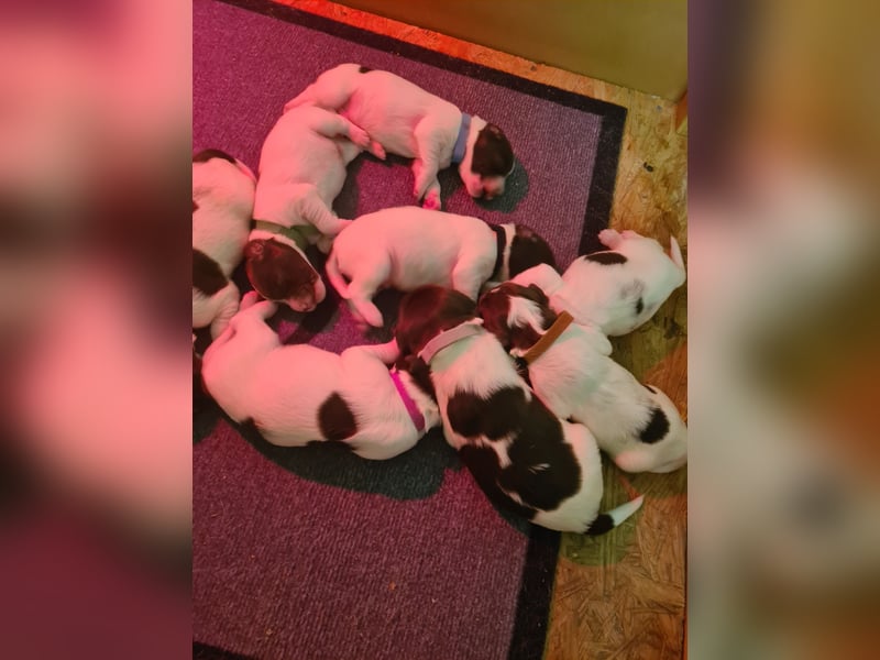 Kleine Münsterländer Welpen