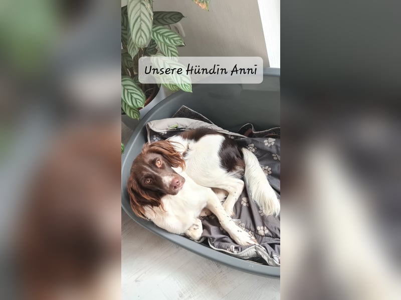 Kleine Münsterländer Welpen
