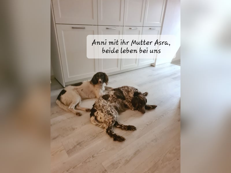Kleine Münsterländer Welpen