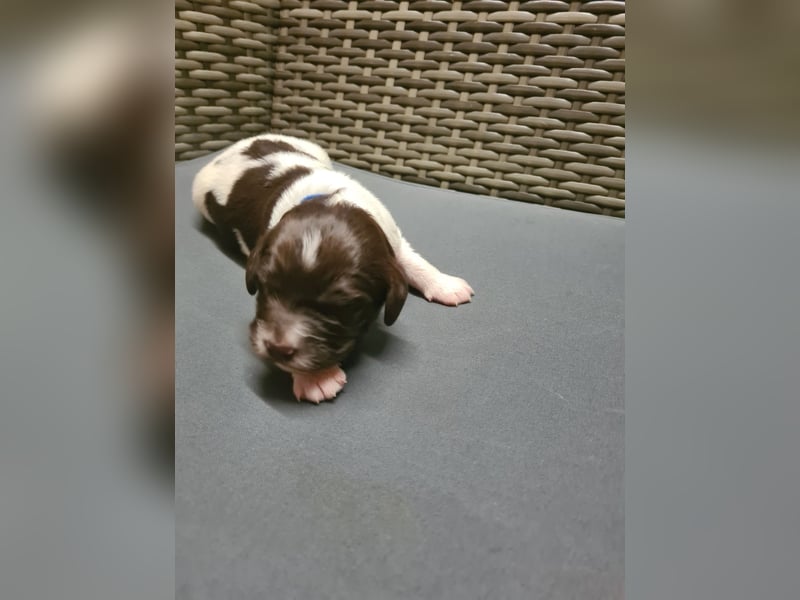 Kleine Münsterländer Welpen