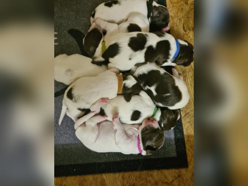 Kleine Münsterländer Welpen