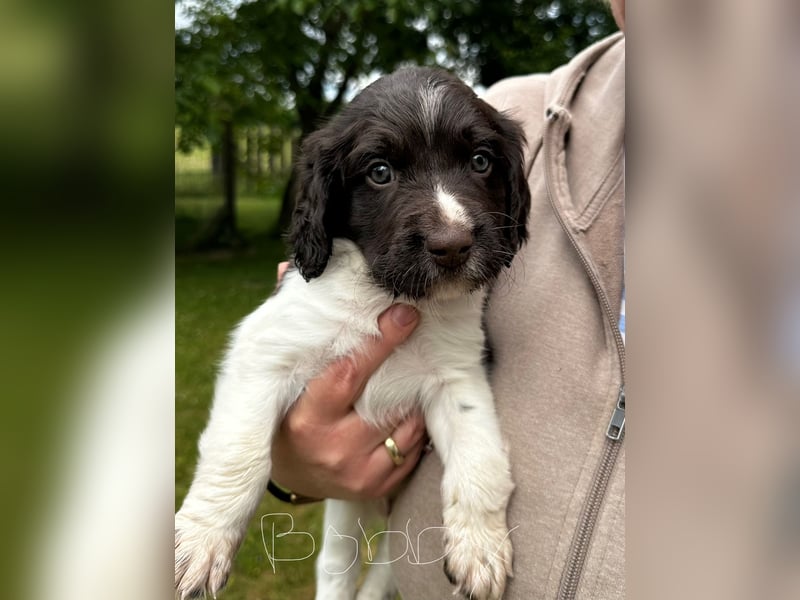 Kleiner Münsterländer Welpe