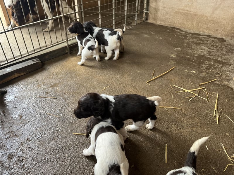 KleineMünsterländer Welpen
