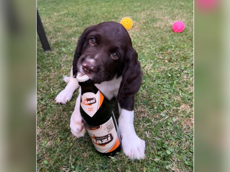 Kleine Münsterländer Welpen