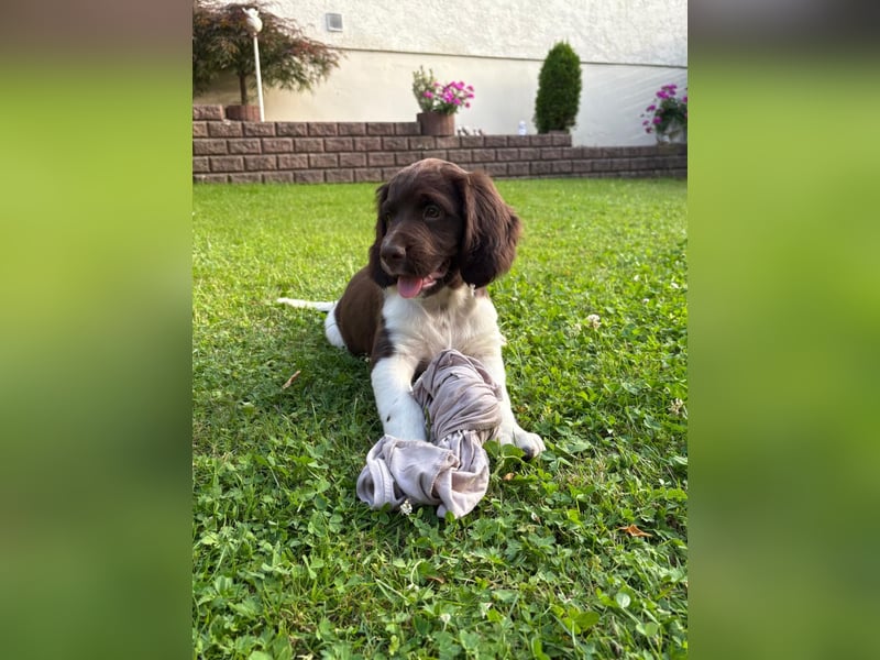 Kleine Münsterländer Welpen