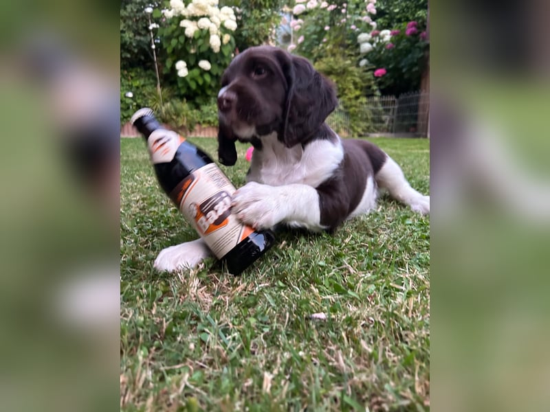 Kleine Münsterländer Welpen