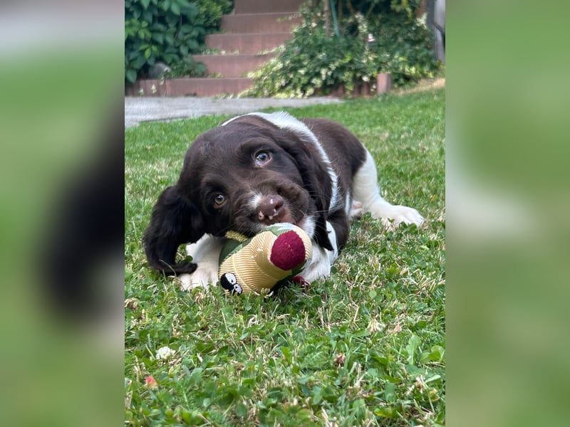 Kleine Münsterländer Welpen