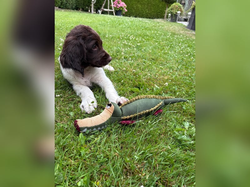 Kleine Münsterländer Welpen
