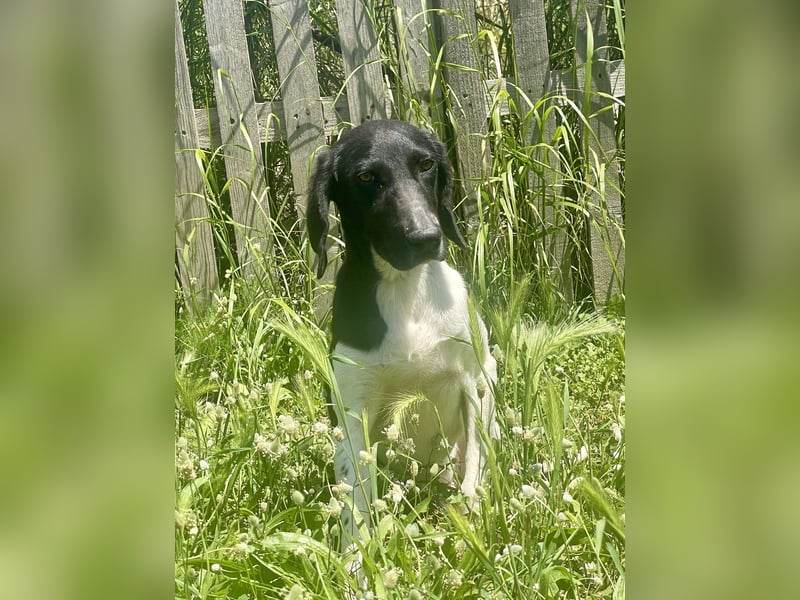 Sanfter und entspannter Junghund PEPPO sucht eine Familie!